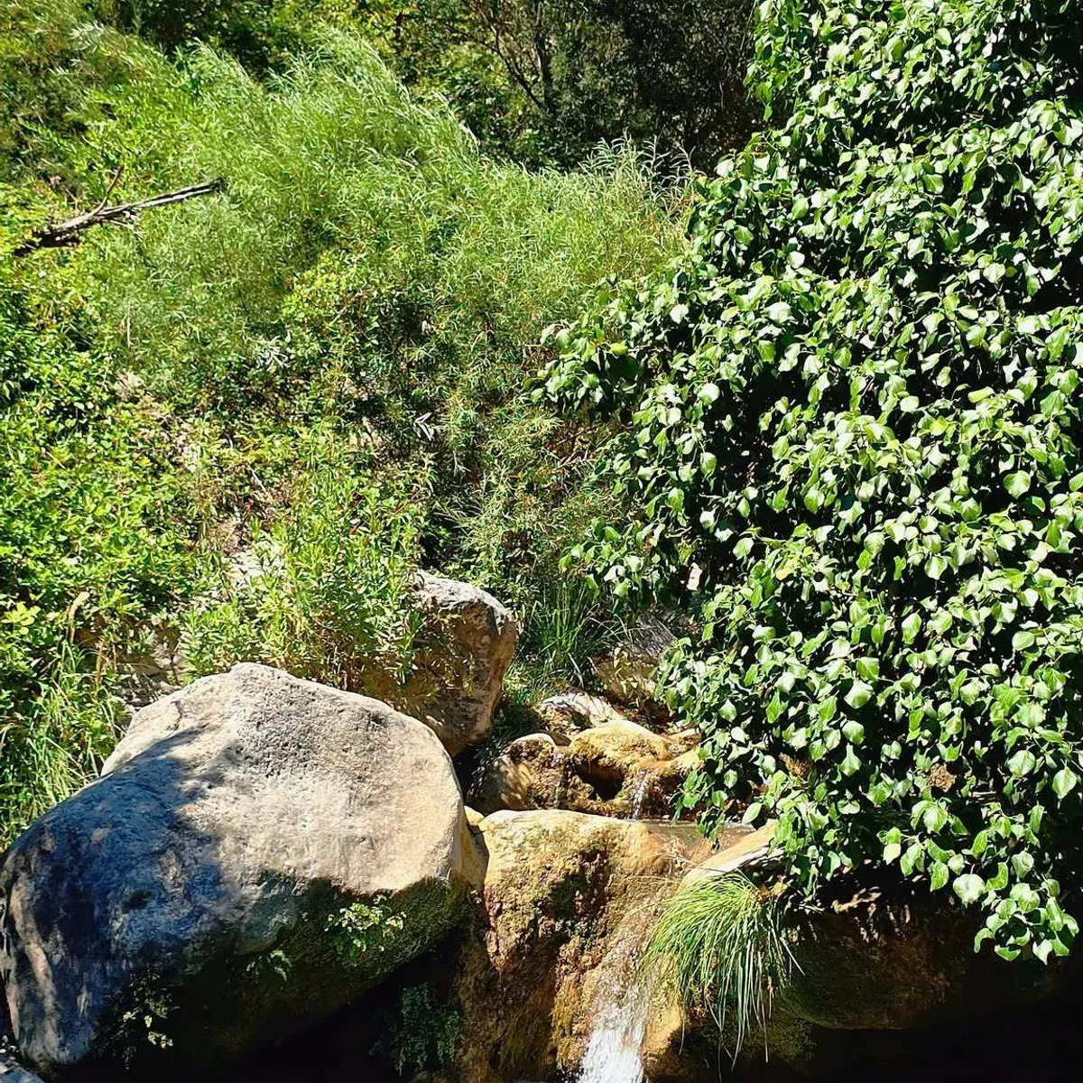 La cascade et sa vasque d’eau verte