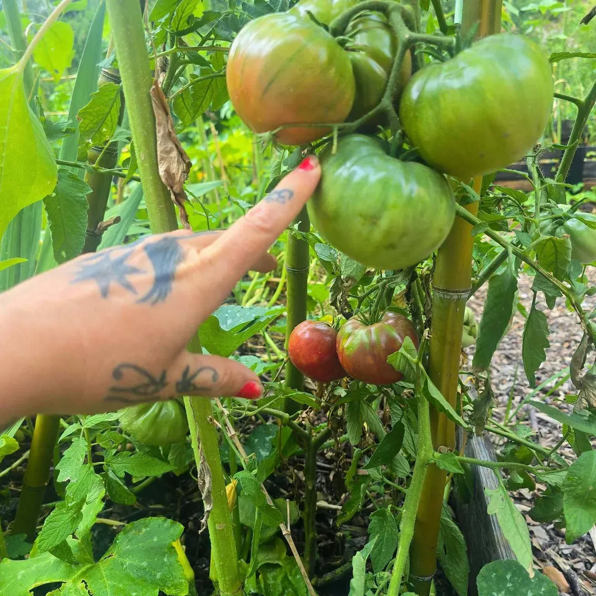 Des tomates encore vertes sur le plant
