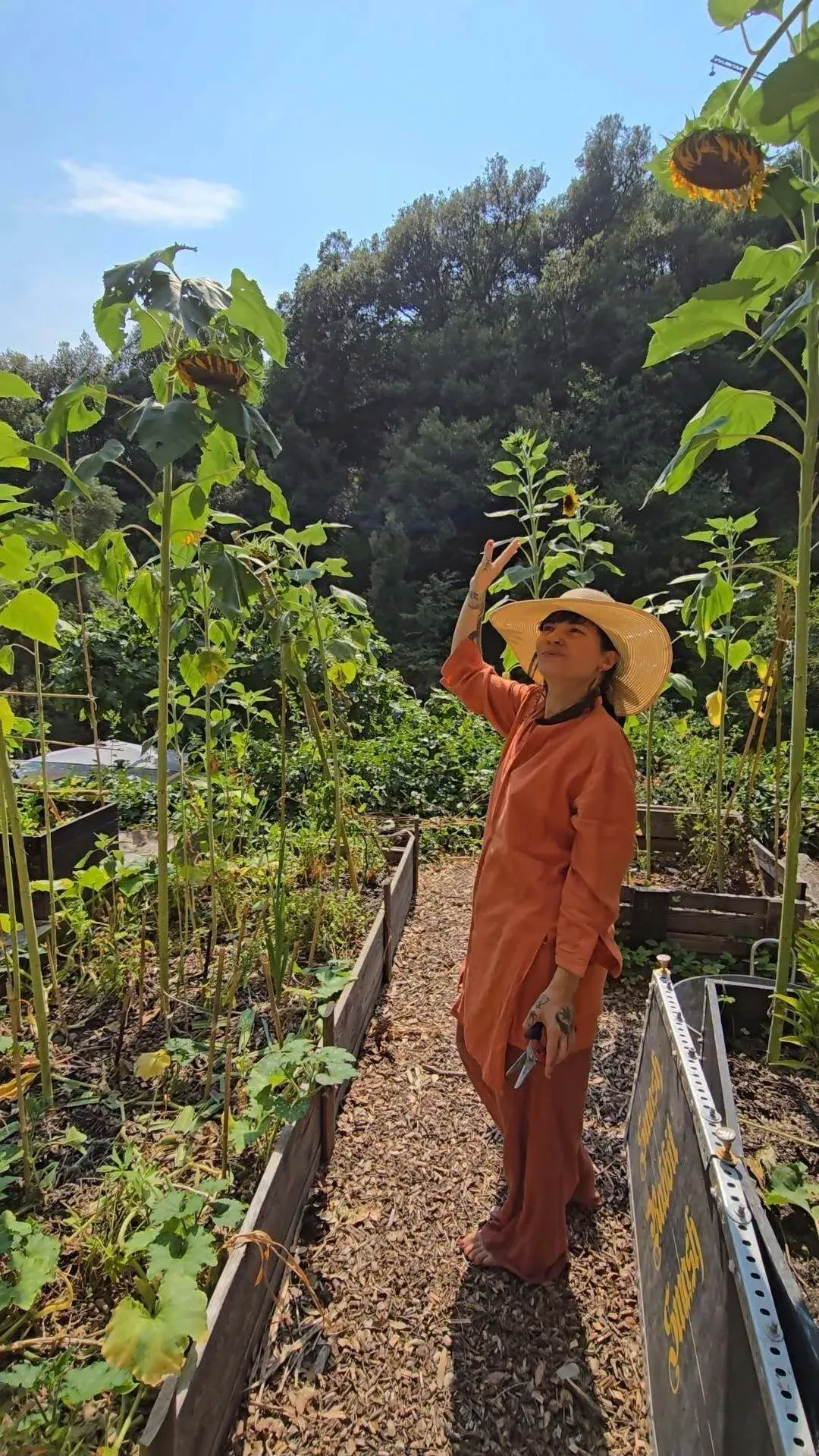 Diane dans son potager, sous les tournesols